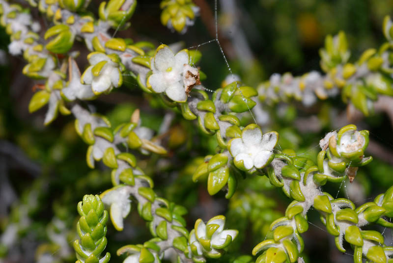 Thymelaea hirsuta / Timelea barbosa